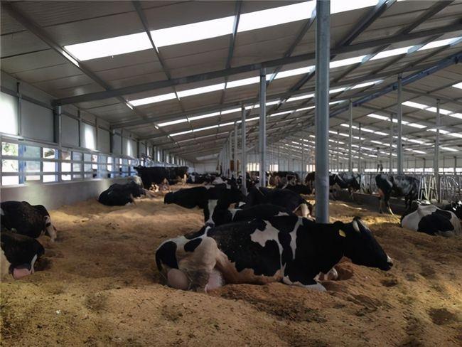 墊料養(yǎng)牛1.jpg 墊料養(yǎng)牛1.jpg