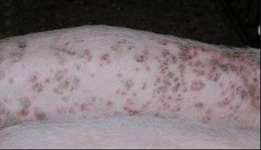 豬皮炎.png 豬皮炎.png