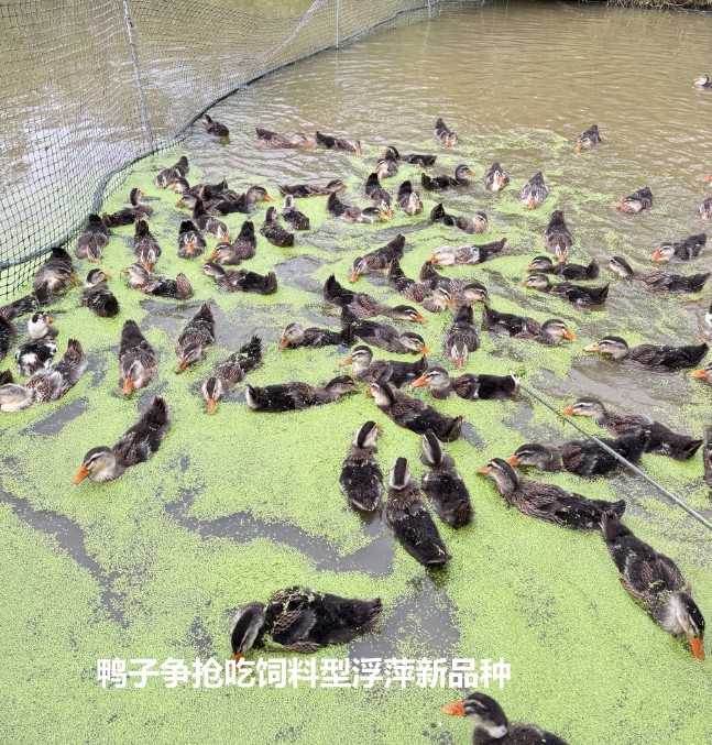 17402914891233564.jpg 17402914891233564.jpg