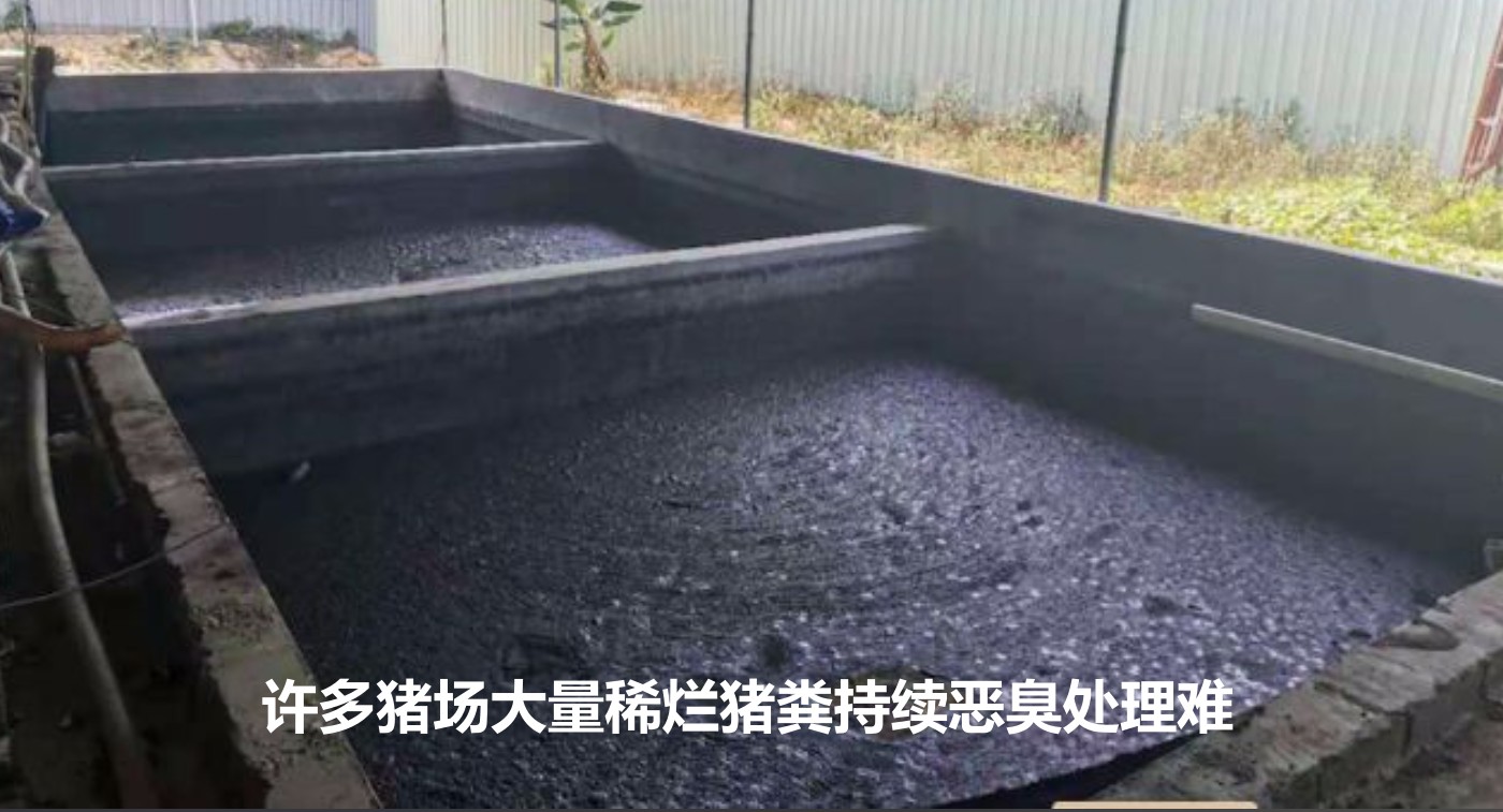 許多豬場大量稀爛豬糞持續(xù)惡臭處理難.jpg