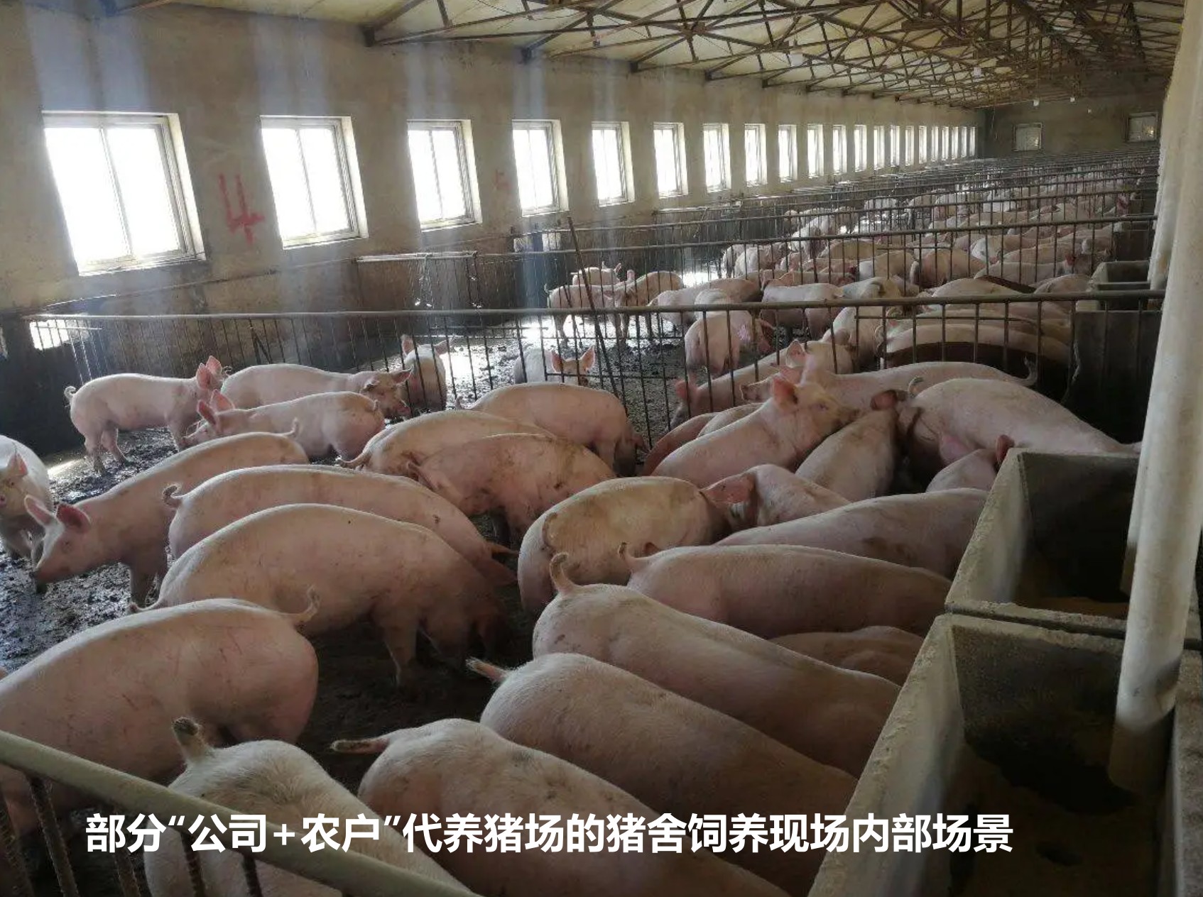 部分“公司+農戶”代養豬場的豬舍飼養現場內部場景.jpg 部分“公司+農戶”代養豬場的豬舍飼養現場內部場景.jpg