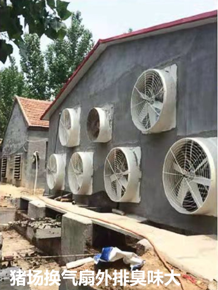 豬場換氣扇外排臭味大.jpg 豬場換氣扇外排臭味大.jpg