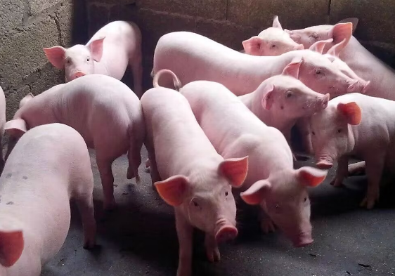 1718161853171438.png 1718161853171438.png