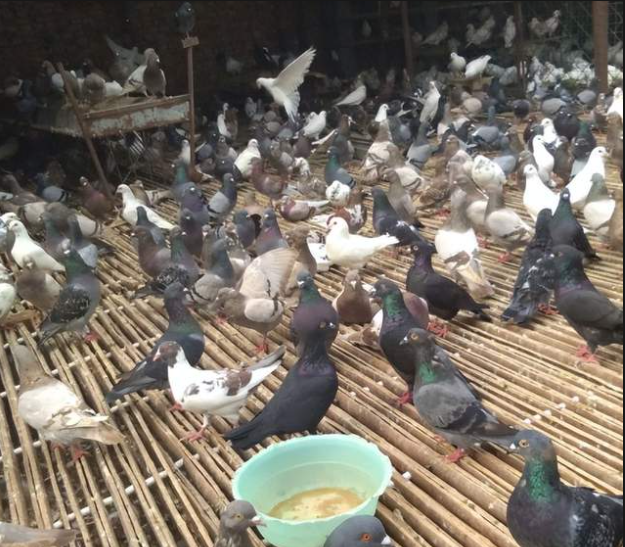 鴿子1.png 鴿子1.png