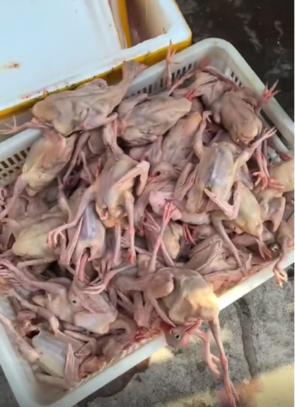 鴿子3.png 鴿子3.png