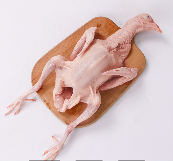 鴿子2.png 鴿子2.png