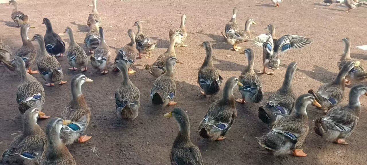 3222f89feebce557708c5ff057a8e965_720.png 3222f89feebce557708c5ff057a8e965_720.png