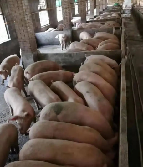 圖片4.png 圖片4.png