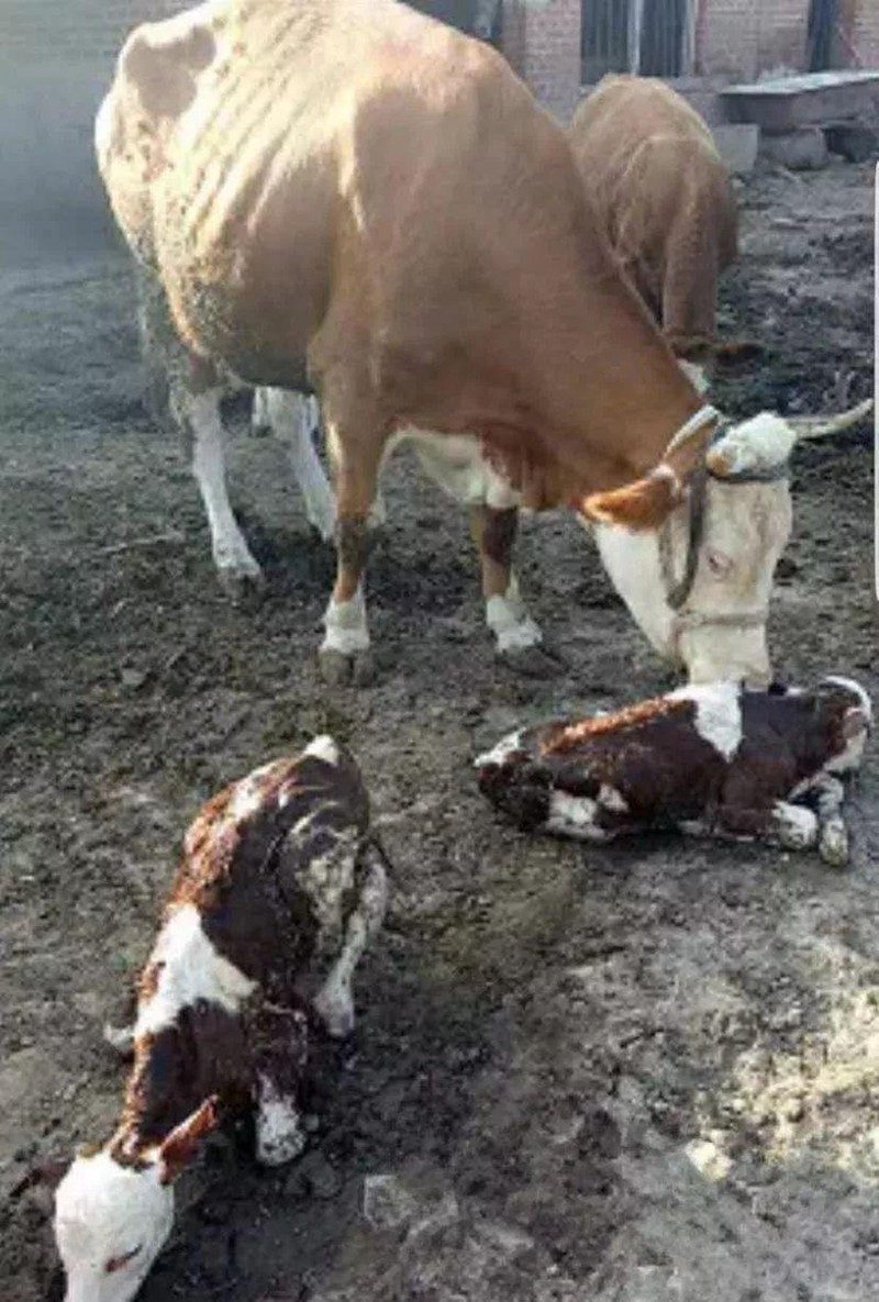 fcd9faa9-c998-43c4-8419-cb961e34b92e_1756285062545394248_origin~tplv-a9rns2rl98-image-qvalue.jpeg fcd9faa9-c998-43c4-8419-cb961e34b92e_1756285062545394248_origin~tplv-a9rns2rl98-image-qvalue.jpeg