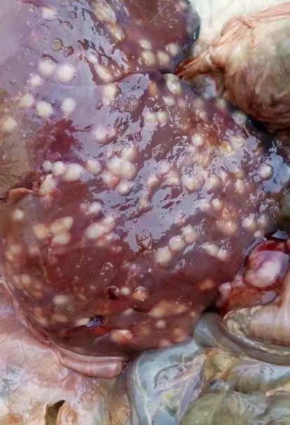 微信截圖_20250828094601.jpg 微信截圖_20250828094601.jpg