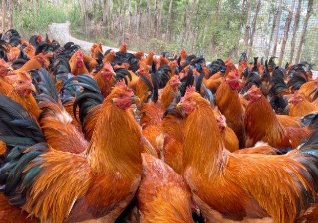 17358710952442060.jpg 17358710952442060.jpg