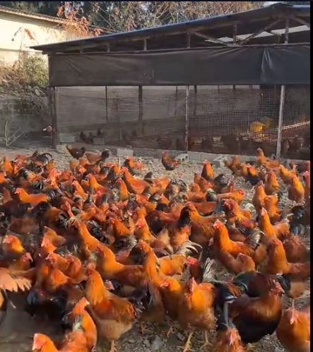 微信截圖_20251023085416.png 微信截圖_20251023085416.png