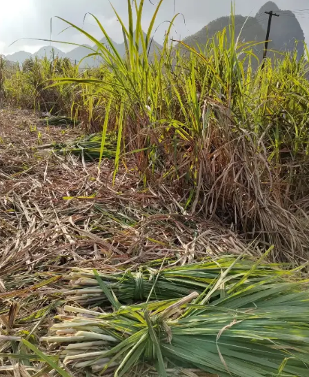 截圖20251128094505.png 截圖20251128094505.png