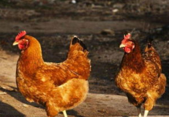 QQ圖片20251209104856.png QQ圖片20251209104856.png