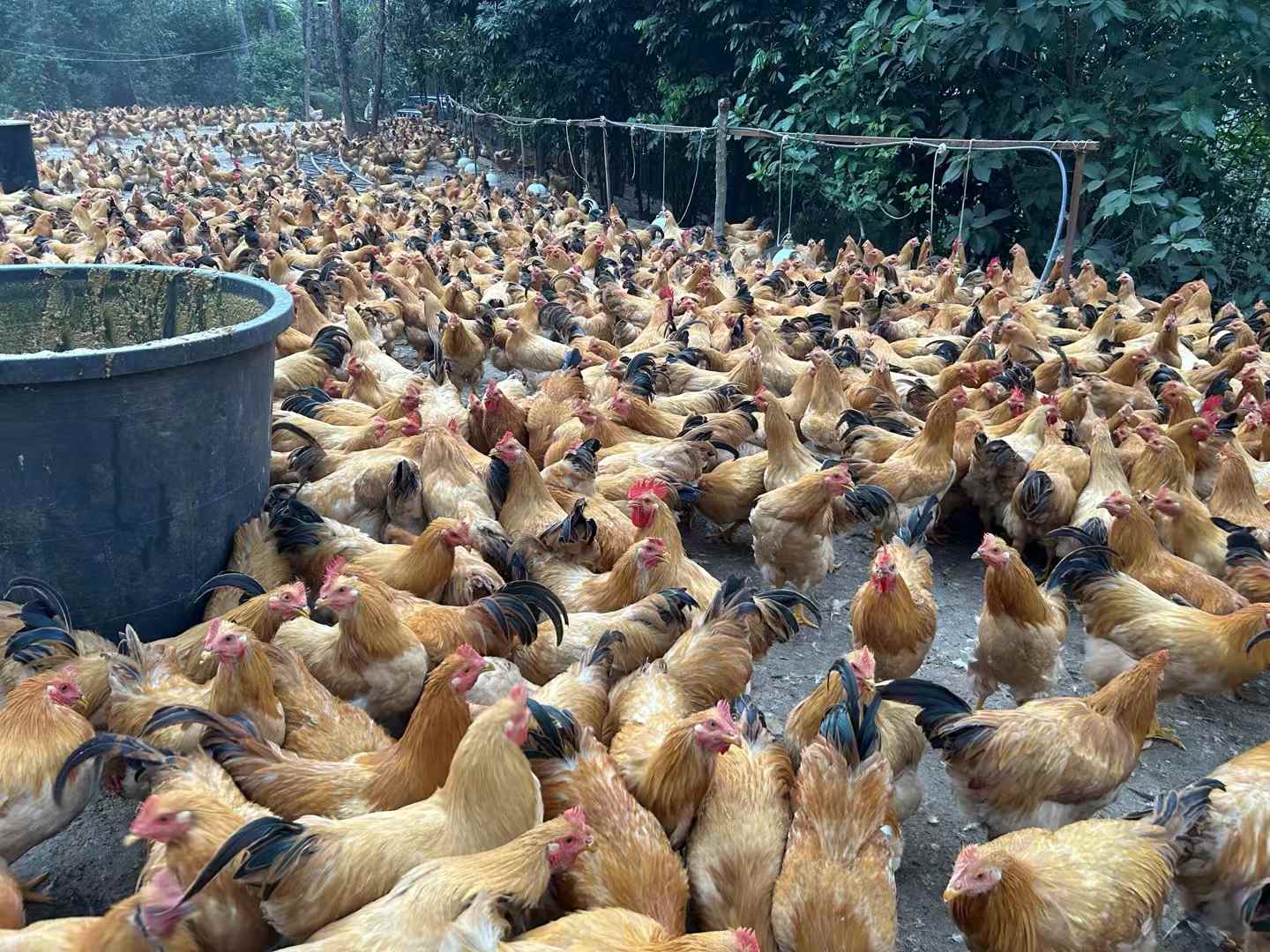發(fā)酵飼料養(yǎng)雞降本增效明顯，雞場不臭雞病少雞肉香1.jpg