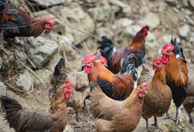 QQ圖片20251222121927.png QQ圖片20251222121927.png