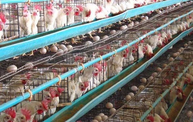 蛋雞補鈣注重這些提高收益-圖片版權(quán)歸惠農(nóng)網(wǎng)所有