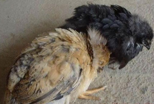 QQ圖片20260119130632.png QQ圖片20260119130632.png