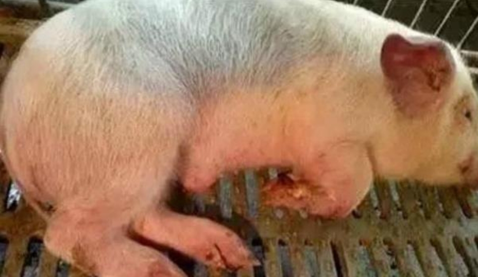 微信截圖_20260205094555.jpg 微信截圖_20260205094555.jpg