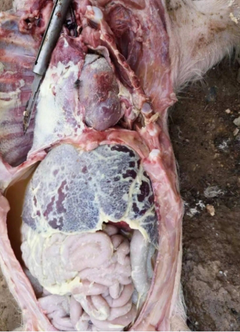 微信截圖_20260205094607.jpg 微信截圖_20260205094607.jpg