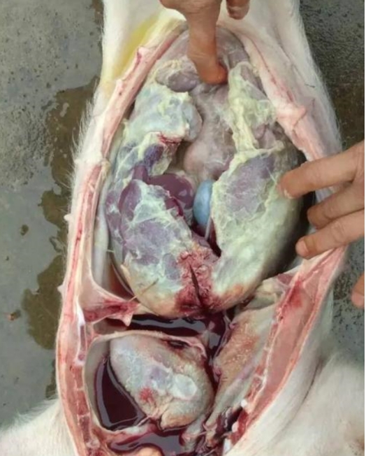 微信截圖_20260205094618.jpg 微信截圖_20260205094618.jpg