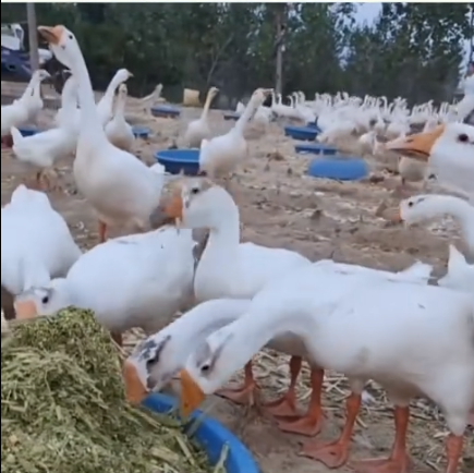 截圖20260205100430.png 截圖20260205100430.png