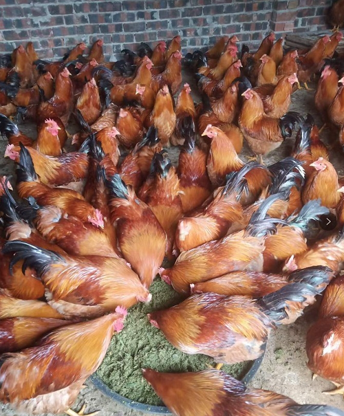 a2b9ba76a7e9cdc45523026829bb9a7c_17733830025085920.png a2b9ba76a7e9cdc45523026829bb9a7c_17733830025085920.png