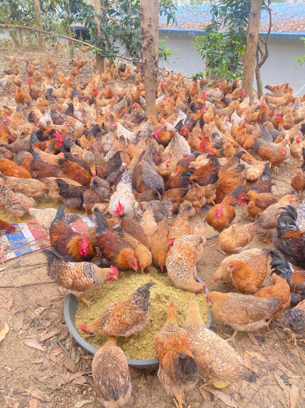 0187f528de40165185b9455391f2af71_17503086271101316.png 0187f528de40165185b9455391f2af71_17503086271101316.png